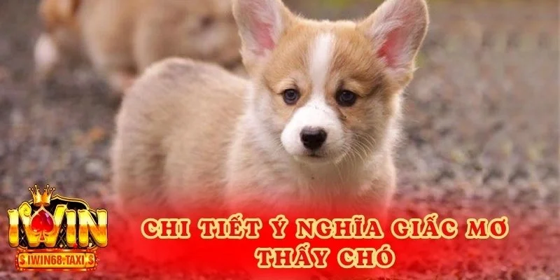 Giải thích chi tiết ý nghĩa giấc mơ thấy chó