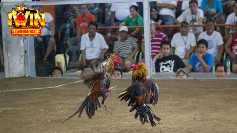 Đá gà cựa dao là gì?