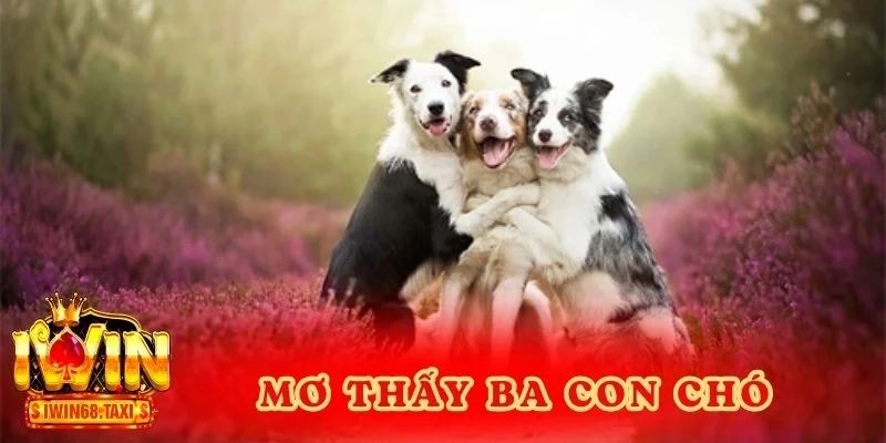 Mơ thấy ba con chó