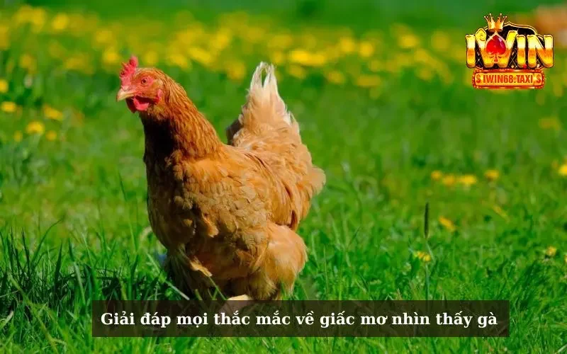 Giải đáp mọi thắc mắc về giấc mơ nhìn thấy gà