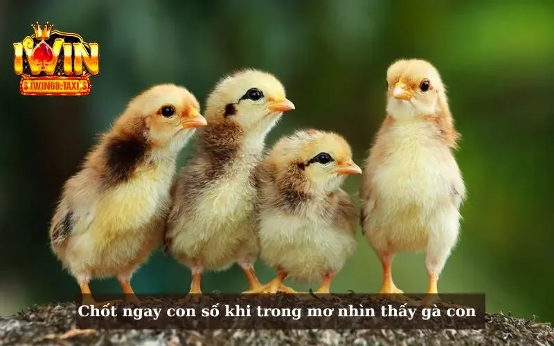 Chốt ngay con số khi trong mơ nhìn thấy gà con