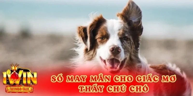 Số may mắn cho giấc mơ thấy chú chó